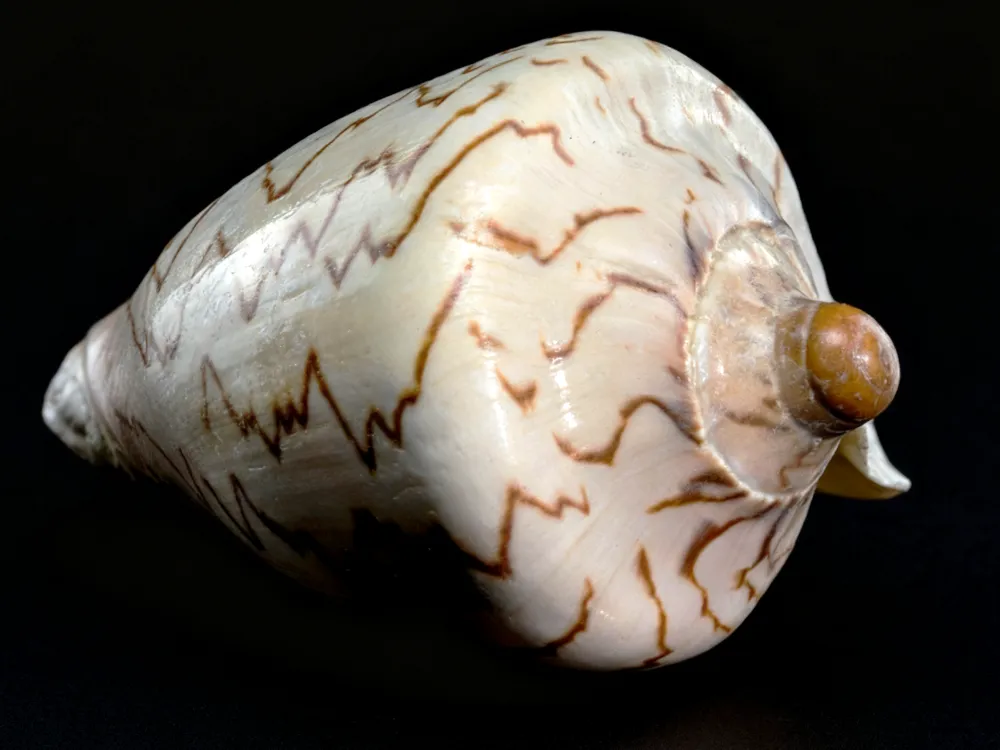 Large Nipple Shells, Noble Volute Shells for sale (Cymbiola Nobilis)