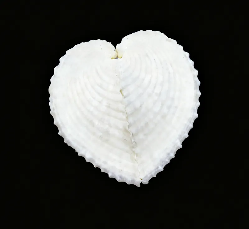 Heart-shaped cockle Shells