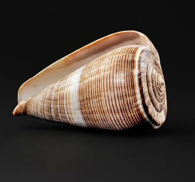 Fig Cone Shell (Conus figulinus)