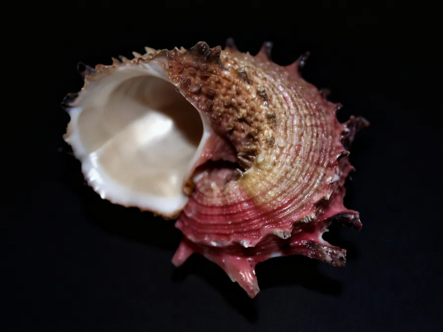 Pink Turban spiral shells, Angaria poppei Dolphin Seashells 