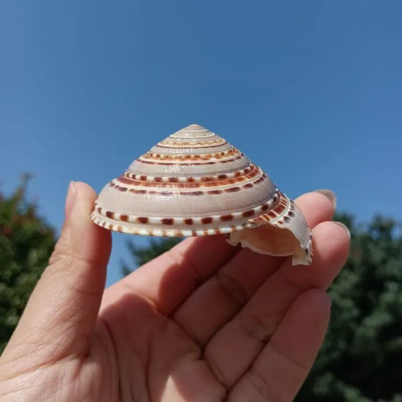 Sundial Seashells  - Brown Swirl Shells