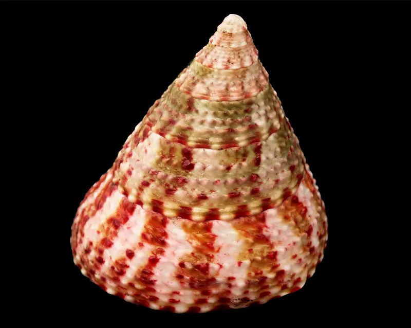 Strawberry Trochus | Pink Trochus Radiatus Seashells