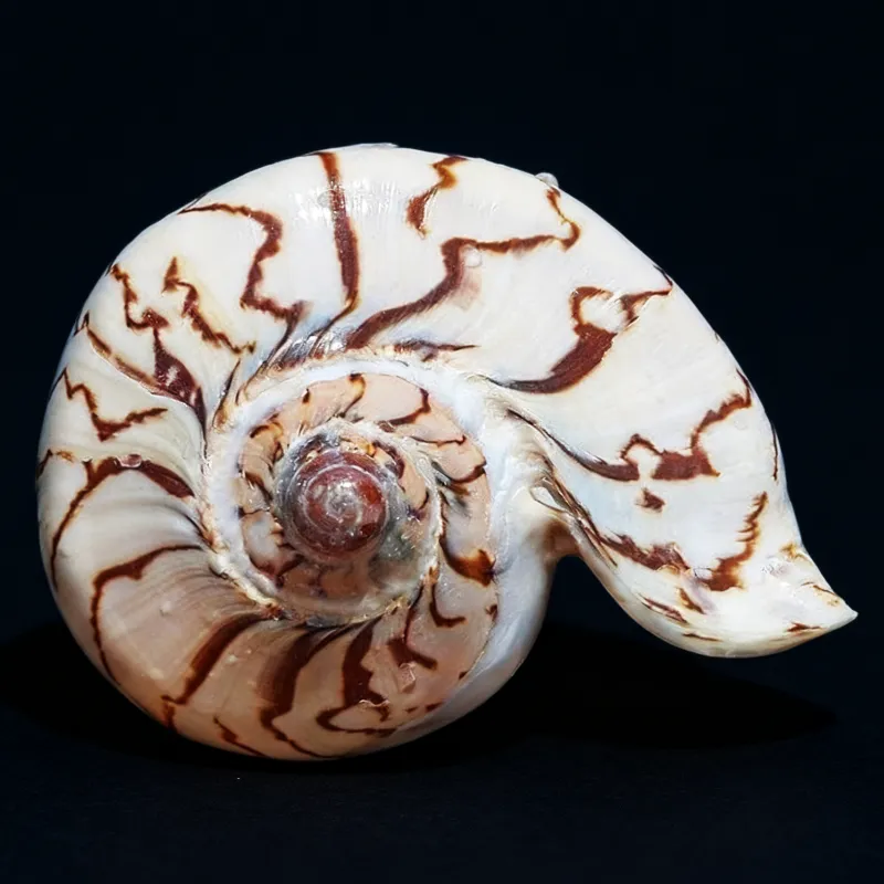 Large Nipple Shells, Noble Volute Shells for sale (Cymbiola Nobilis)