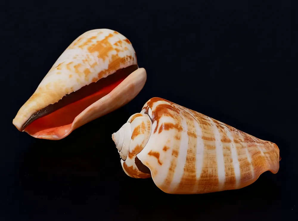 Orange Spotted Cone (Conus tessulatus)