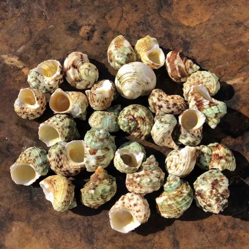 Gold and Silver Mouth Turban Shells (Turbo Chrysostomus & Argyrostoma)