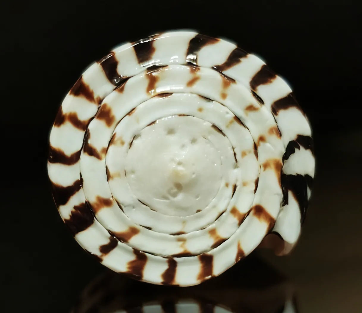 Ivory Cone | The Sculpted Canvas