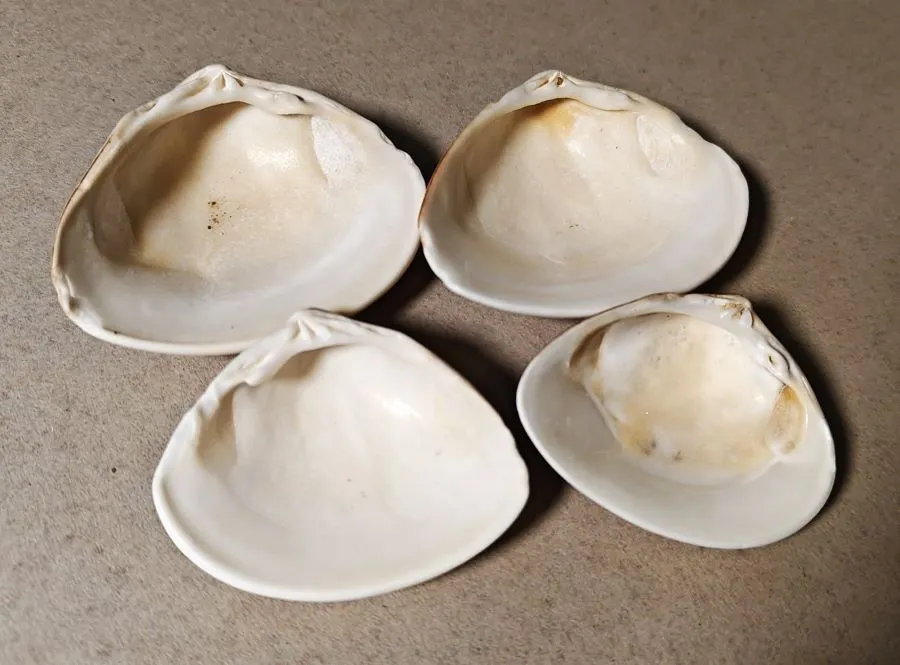 Hard Clam / Quahog Shells 3-4 inch