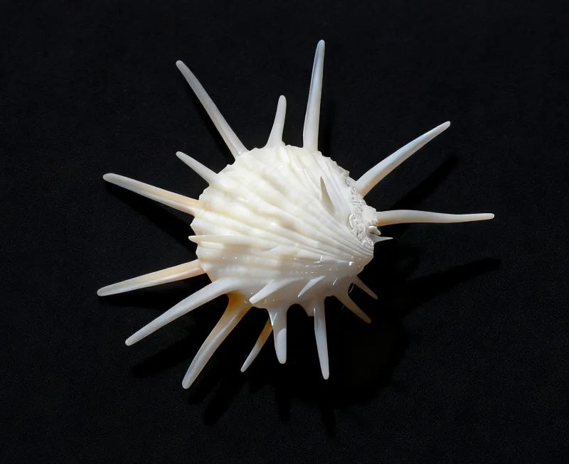 White Thorny Oyster / Spondylus