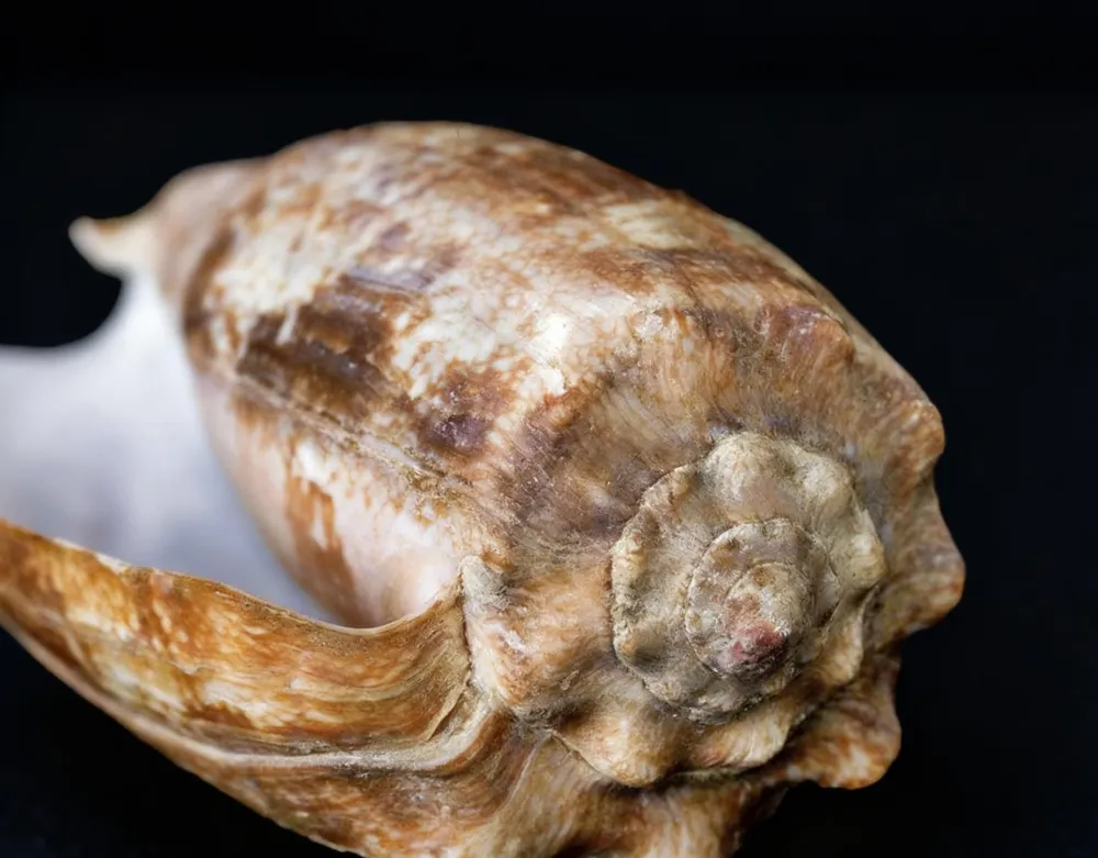 Geography Cone (Conus geographus)