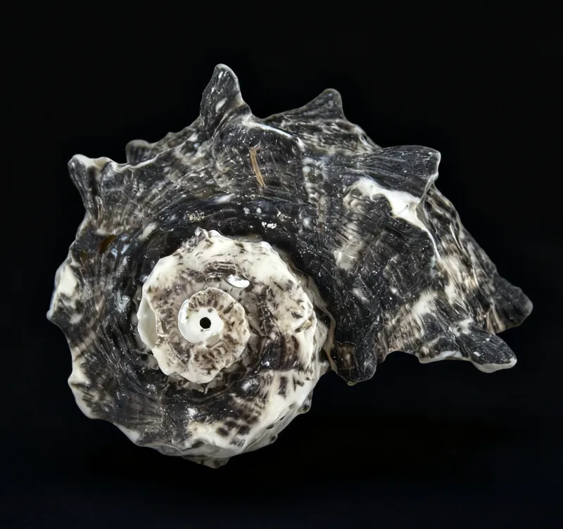 Spined Star Seashells, Black Spiral Delphinula Shells