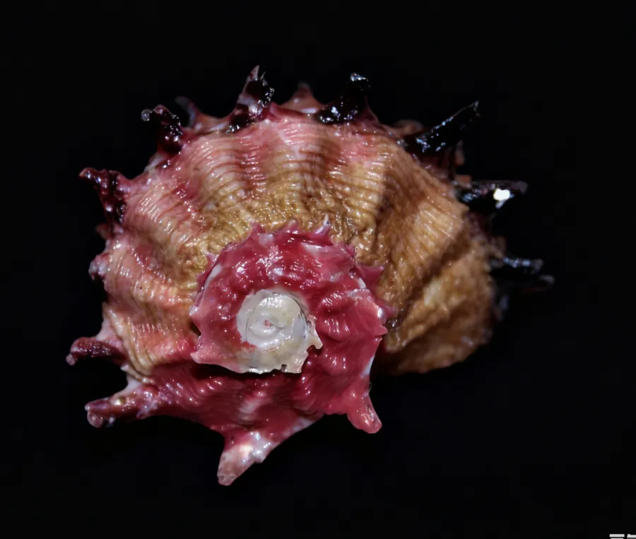 Pink Turban spiral shells, Angaria poppei Dolphin Seashells