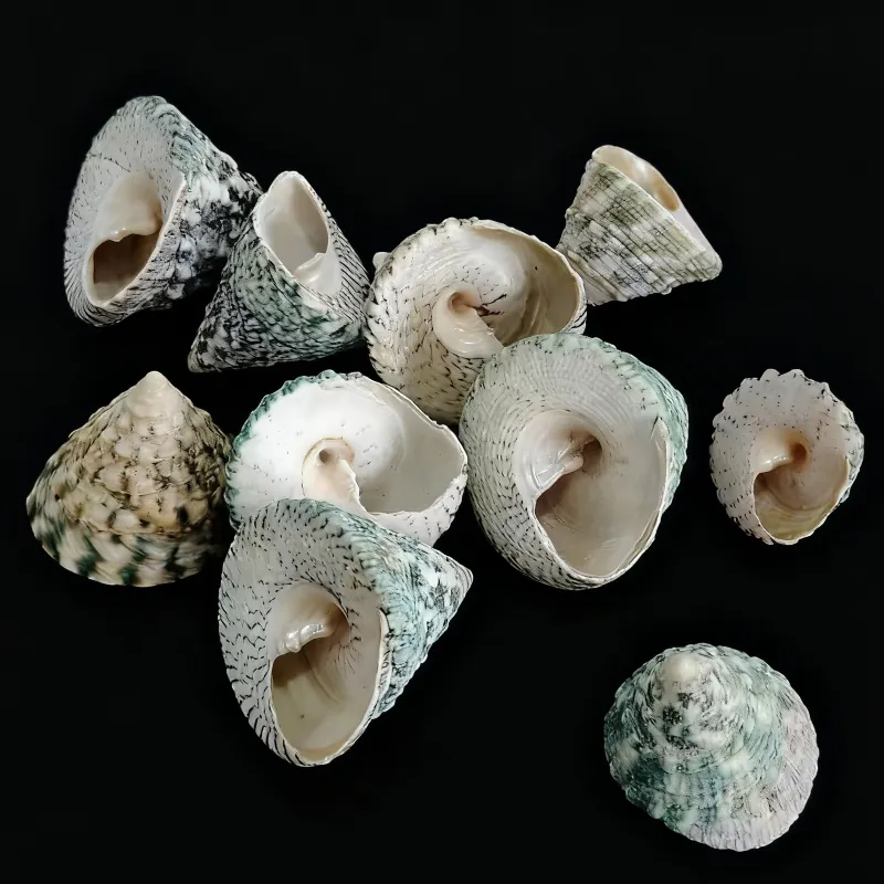 wavy turban snail shells, Natural Textured Trocus Pyramid Seashell (Trochus Maculatus)