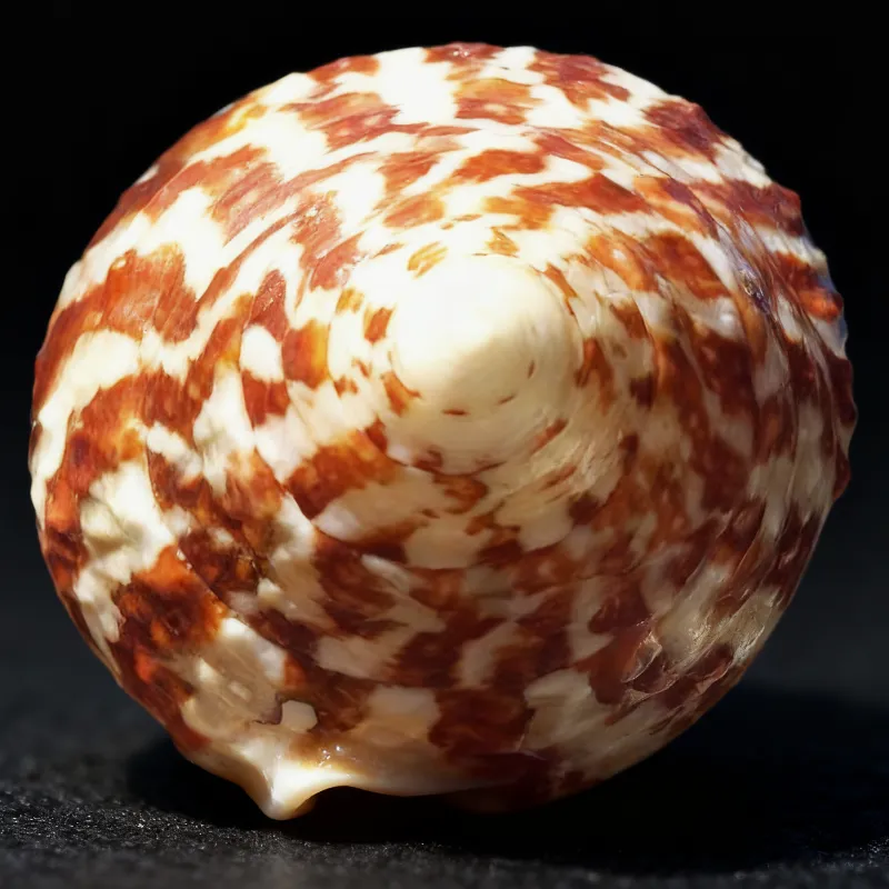 Strawberry Trochus | Pink Trochus Radiatus Seashells 