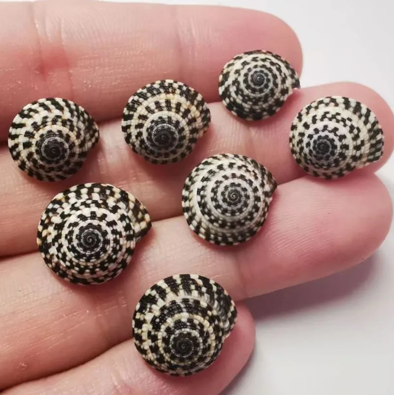 Heliacus Black Sundial Bariegat Mini Crafting Shells