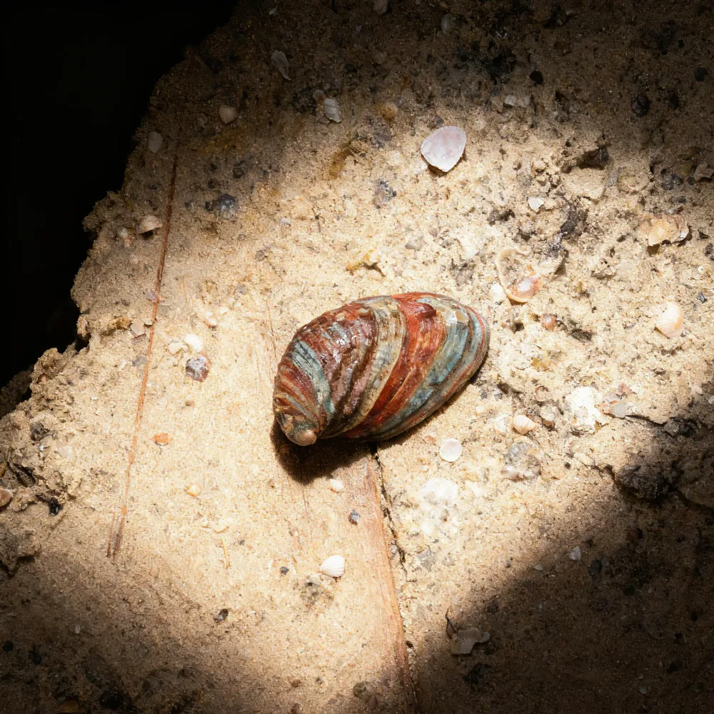 Colorful Abalone Shells/Pāua Shells