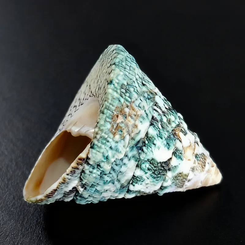 wavy turban snail shells, Natural Textured Trocus Pyramid Seashell (Trochus Maculatus)