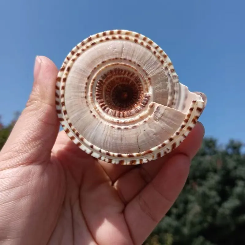 Sundial Seashells  - Brown Swirl Shells