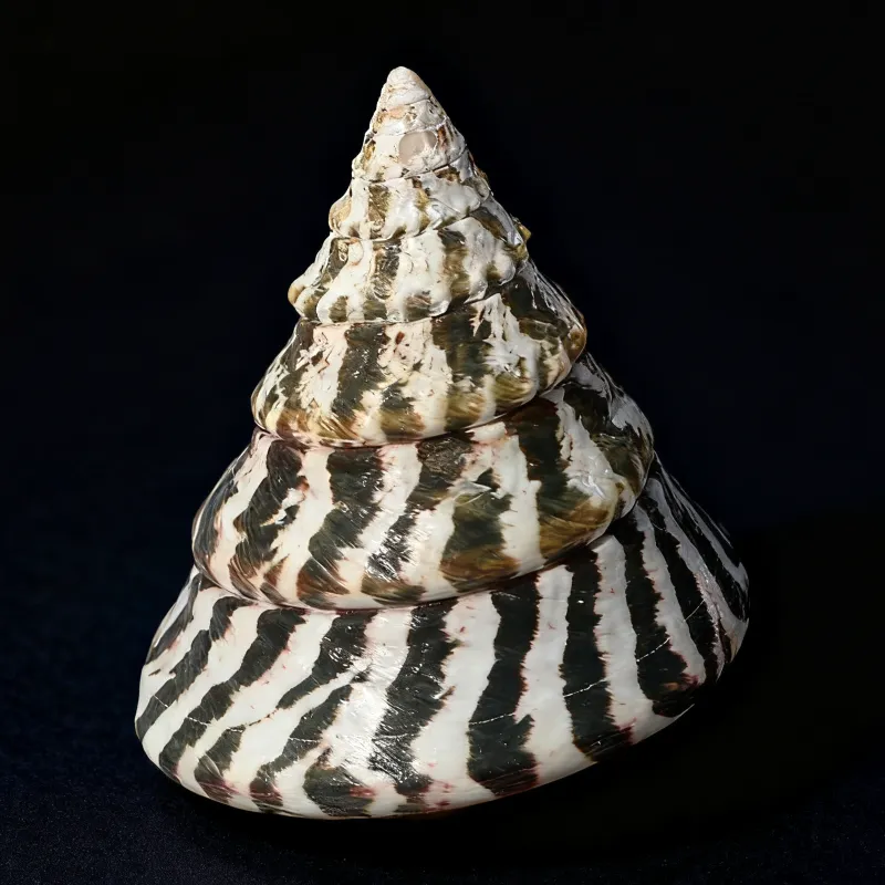 White Black Stripes Wavy Turban Snail shells, Zebra seashells (Pyramid Trochus)