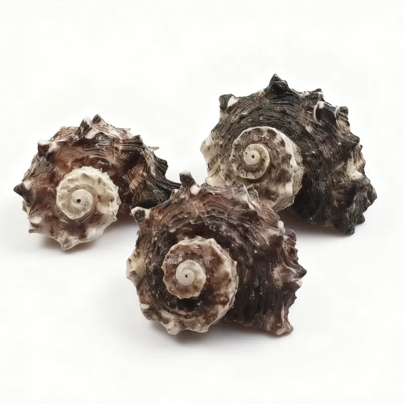 Spined Star Seashells, Black Spiral Delphinula Shells