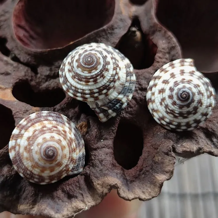 Heliacus Black Sundial Bariegat Mini Crafting Shells