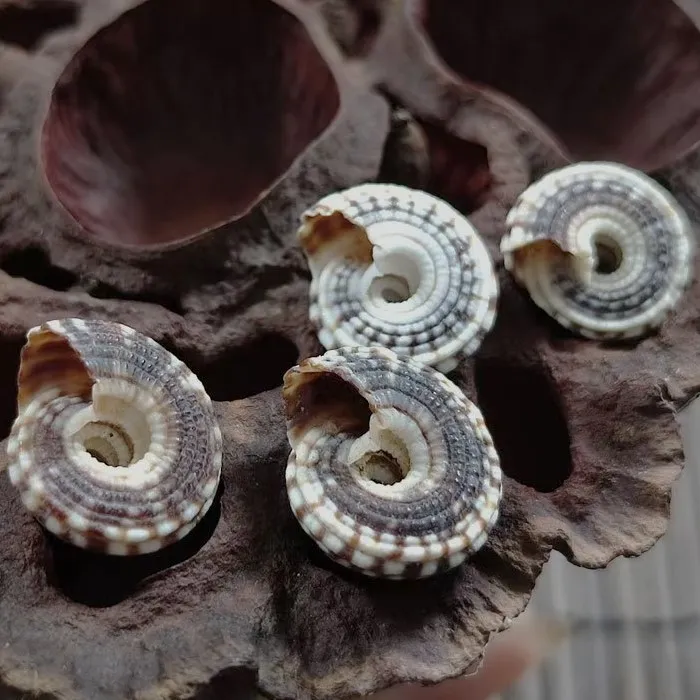 Heliacus Black Sundial Bariegat Mini Crafting Shells