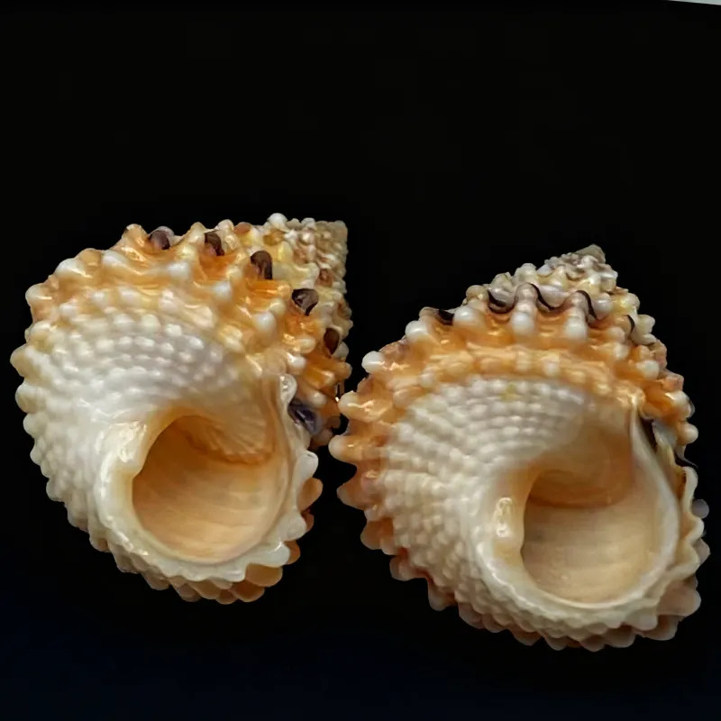 Coronate Prickly Winkle Seashells Tectarius Coronatus