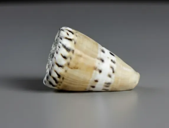 Tiger Cone Shell (Conus mustelinus)