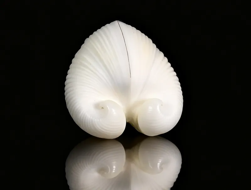 Ivory heart Clam Heart Clams Shells (Meiocardia vulgaris)