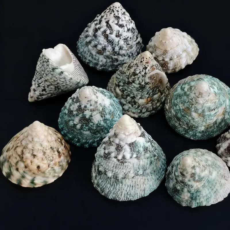 wavy turban snail shells, Natural Textured Trocus Pyramid Seashell (Trochus Maculatus)
