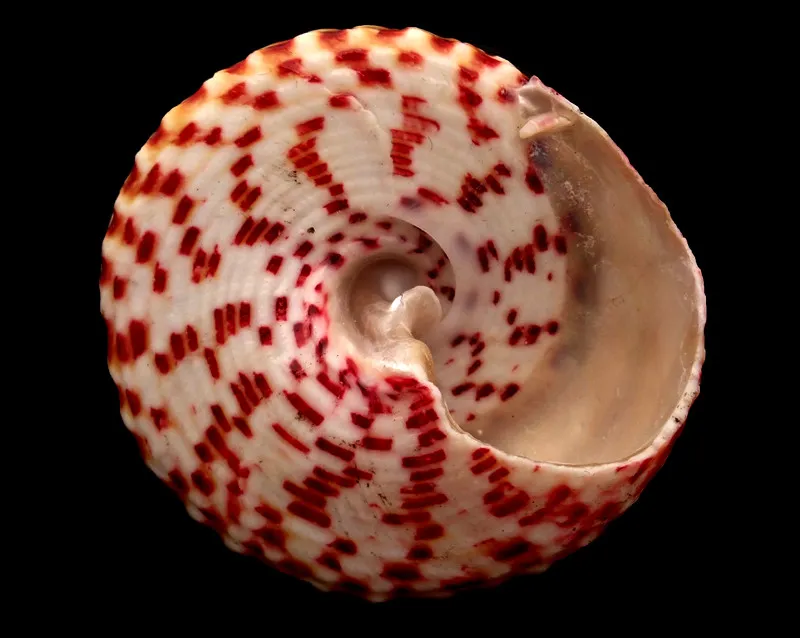 Strawberry Trochus | Pink Trochus Radiatus Seashells 