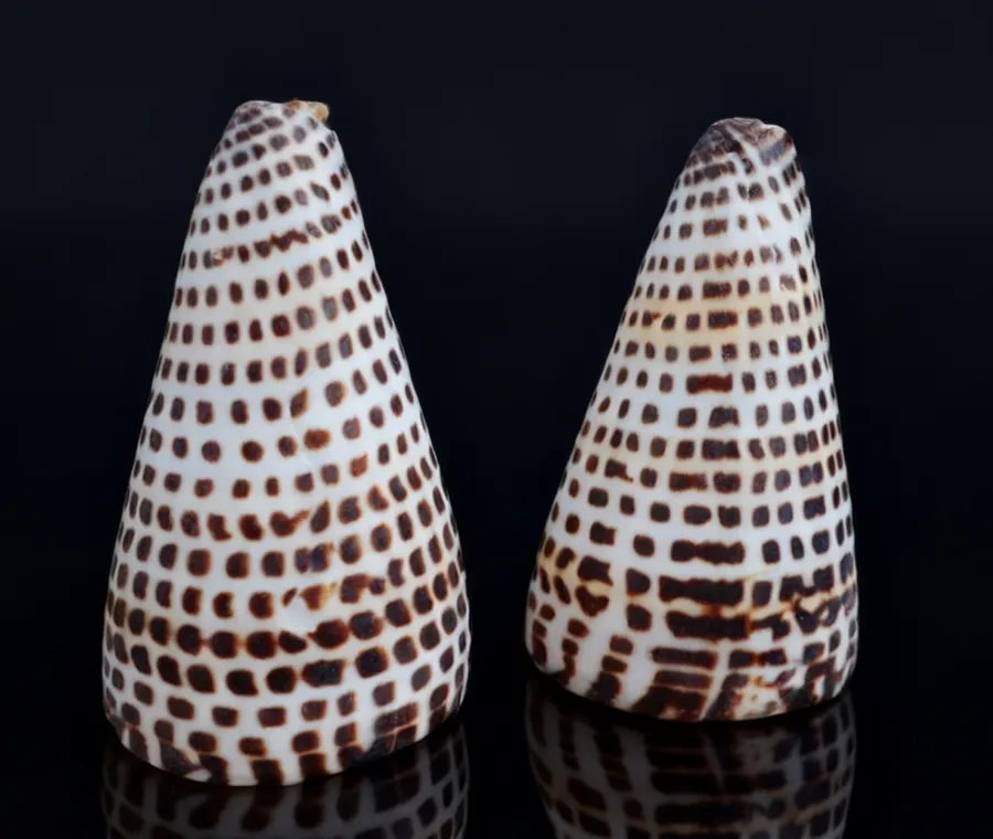 Ivory Cone | The Sculpted Canvas