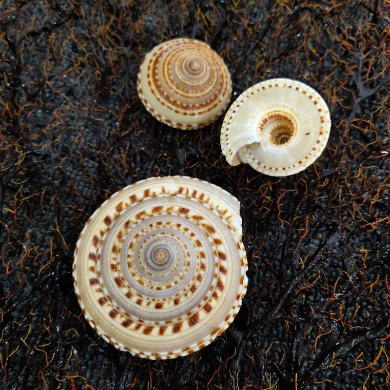 Sundial Seashells - Brown Swirl Shells