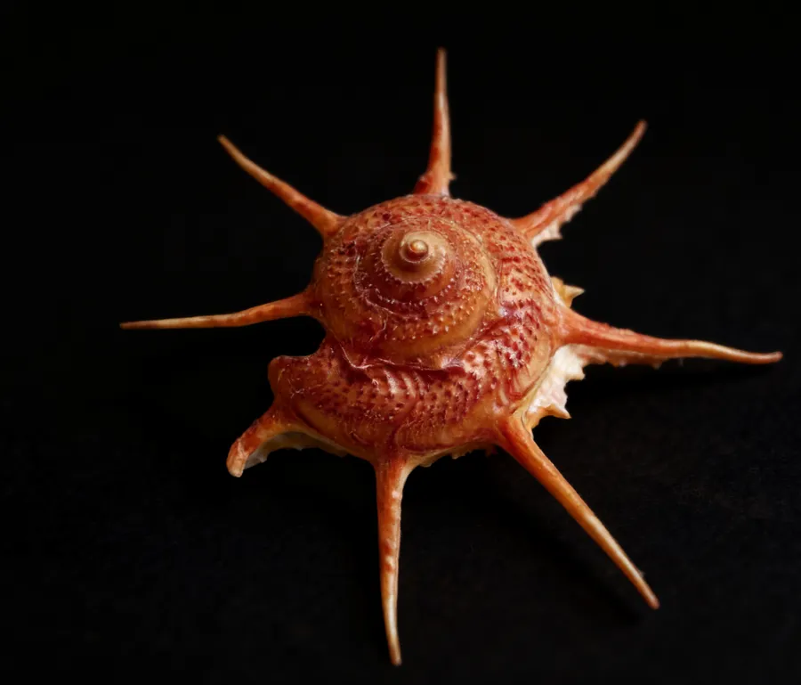 Sunken Star Shell | Guildfordia Yoka (2-3 inch)
