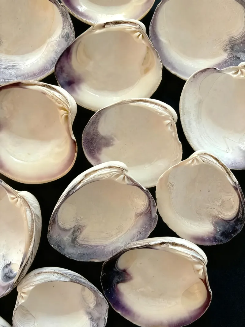 Large wampum clam shells Quahog Clam shells for Crafts, Coastal Decor, Decoupage