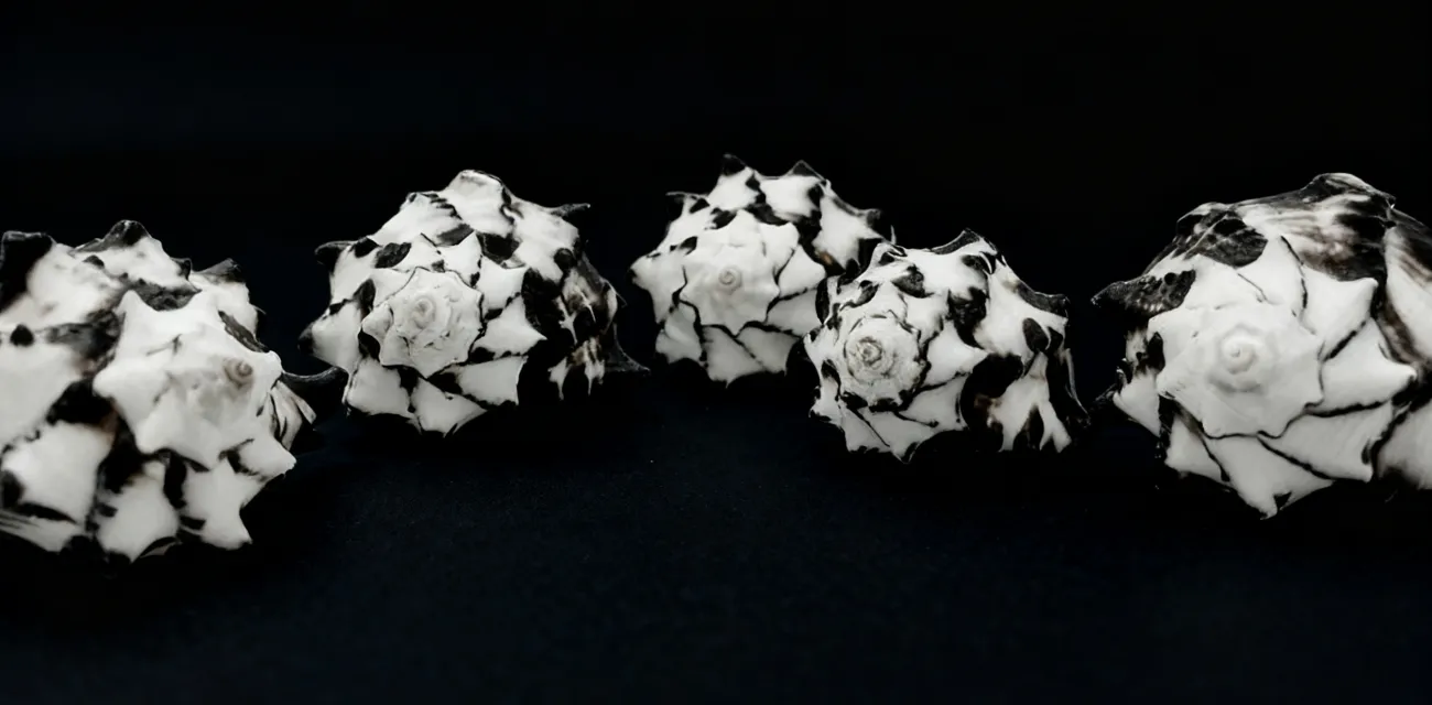 Spotted Conch Black & White Murex Shells, Vase Shells Vasum Cornigerum, Strombus Lentiginosu