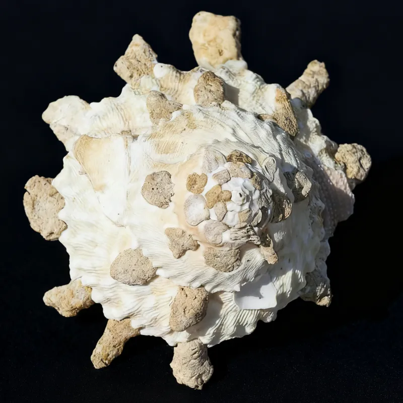 Carrier Shells Xenophoridae Seashells