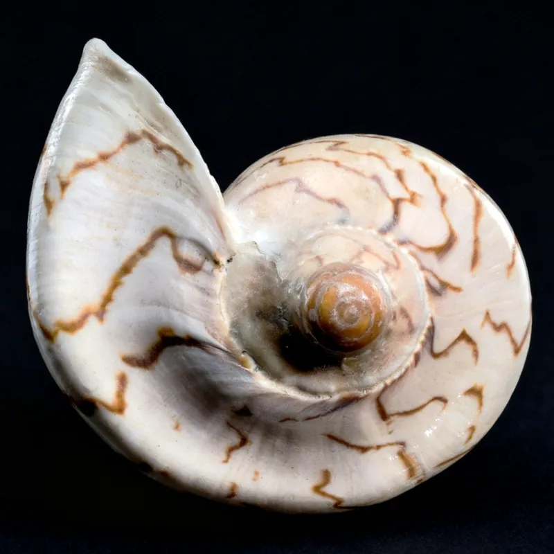 Large Nipple Shells, Noble Volute Shells for sale (Cymbiola Nobilis)