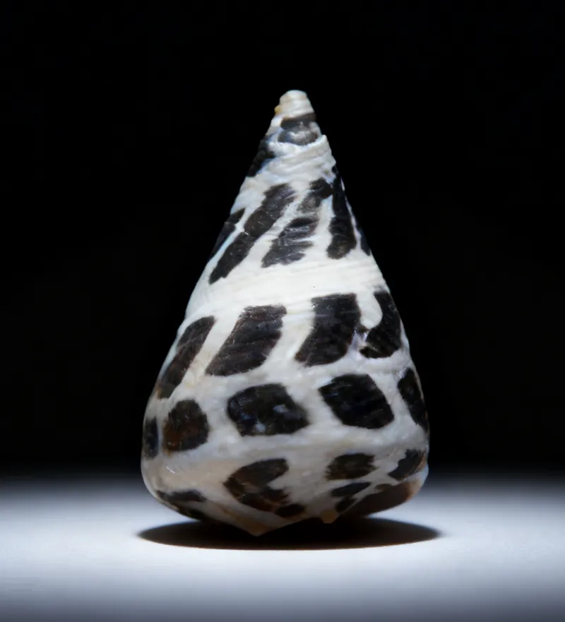 Spotted Marbled Cone / Conus ebraeus