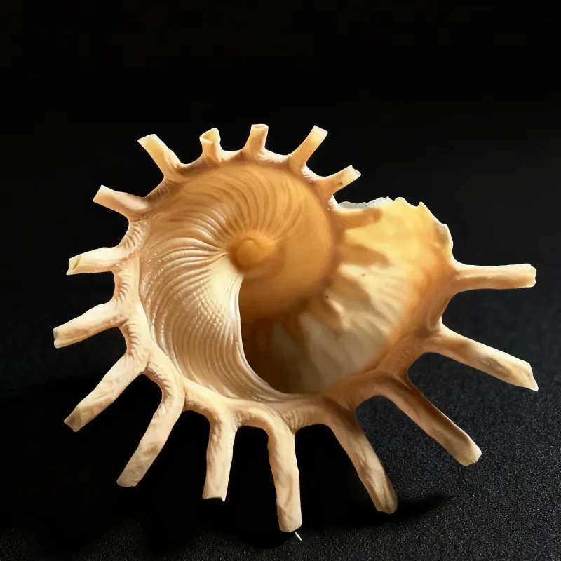 Sunken Star Shells | Guildfordia Yoka