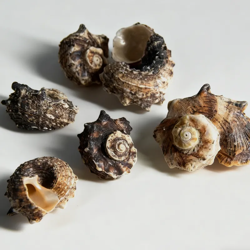 Spined Star Seashells, Black Spiral Delphinula Shells