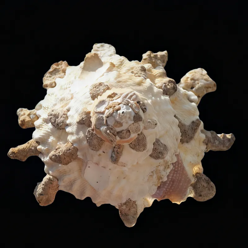 Carrier Shells Xenophoridae Seashells