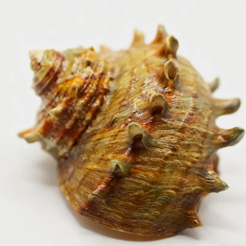 Spiny Turbo Cornutus Seashell，Natural Hermit Crab Shells