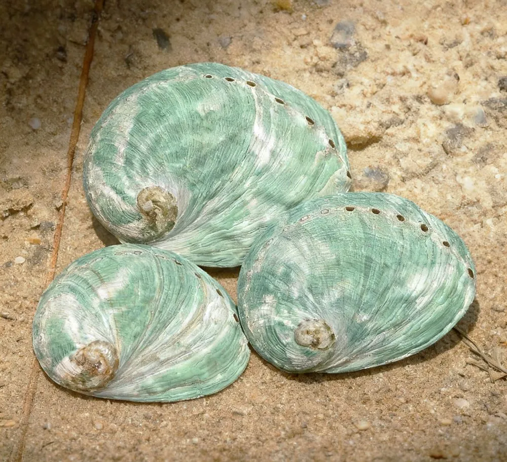 Turquoise/Green Abalone Shells