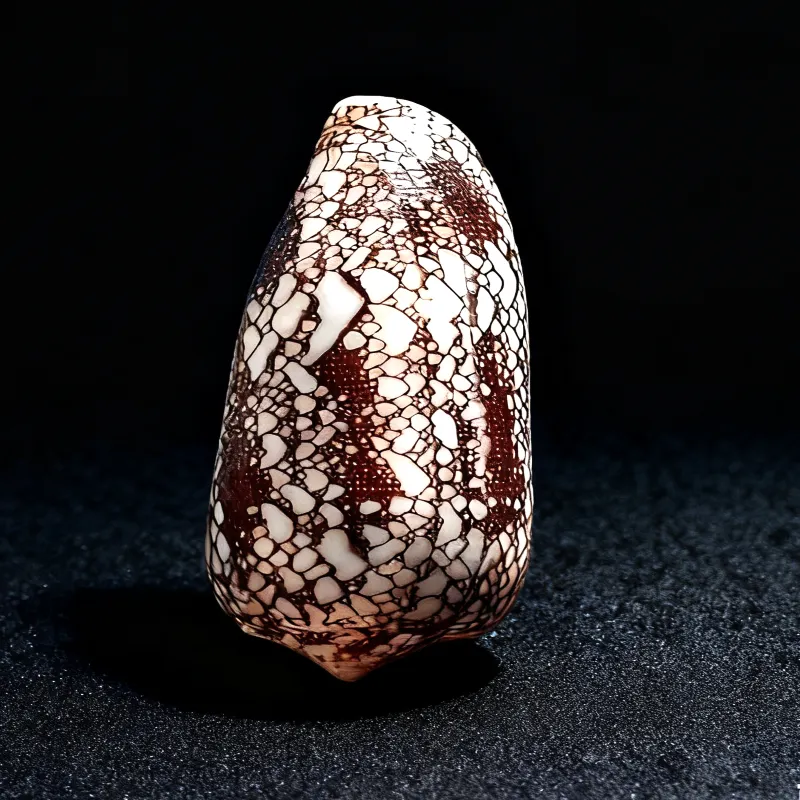 Textile Cone / Cloth of Gold Cone (Conus textile)