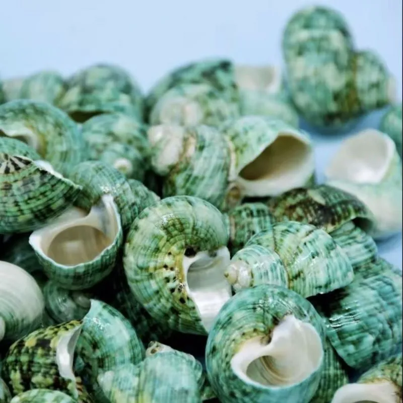 Green Marmaoratus Turban Shells, Turbo Cornutus Seashells (unpolished)