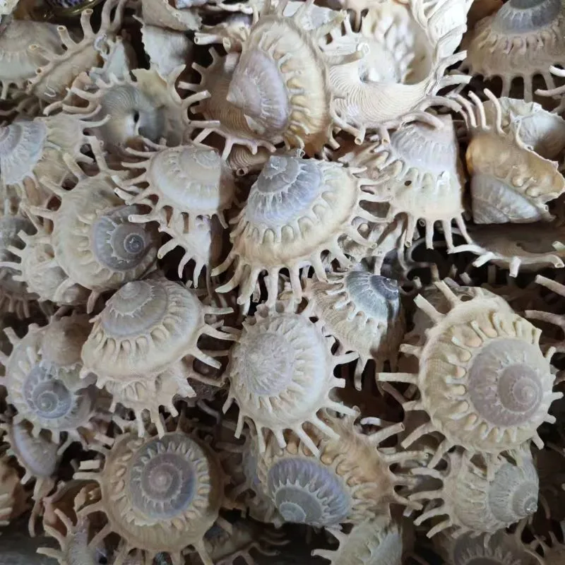 Sunken Star Shells | Guildfordia Yoka