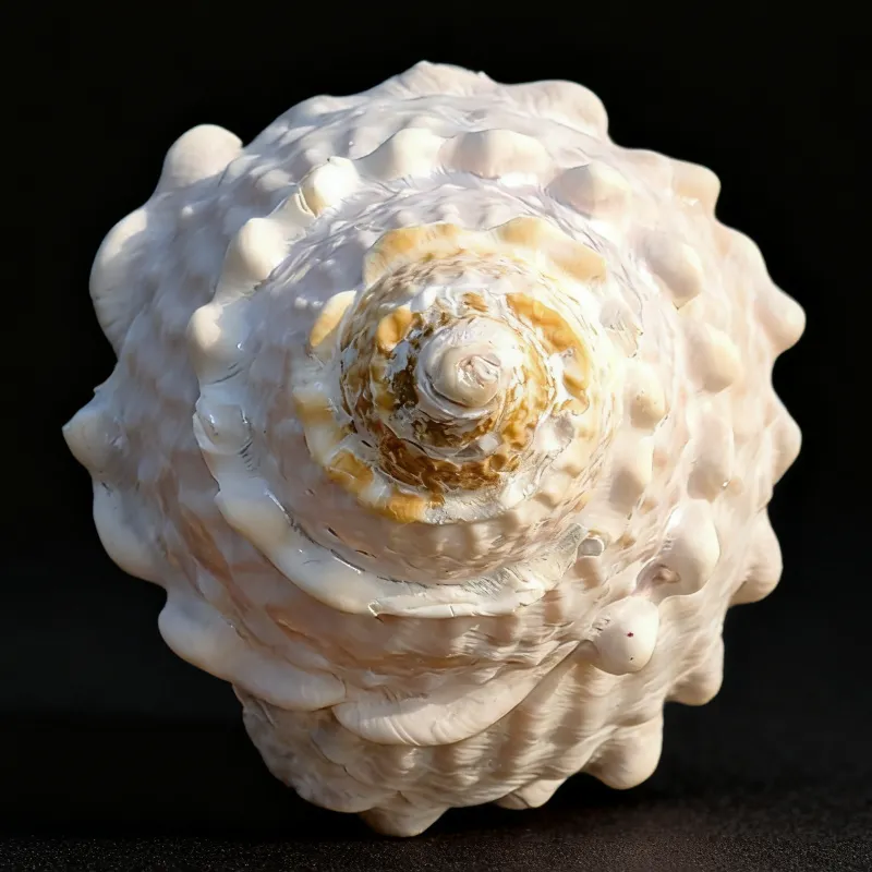 Wavy turban shell (Megastrea undosa).