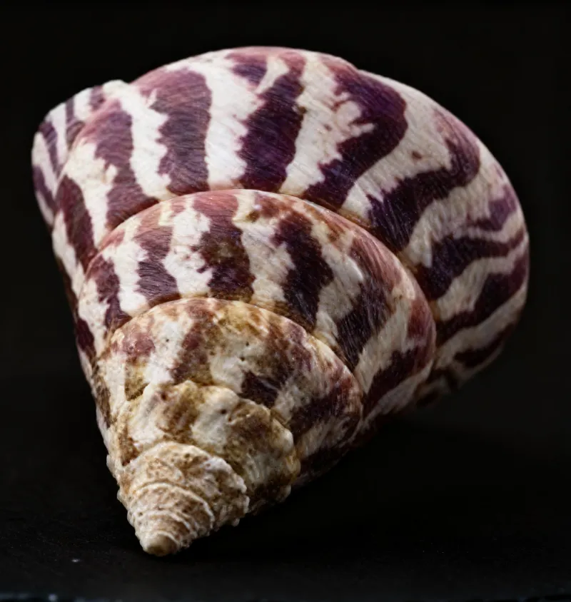 White Black Stripes Wavy Turban Snail shells, Zebra seashells (Pyramid Trochus) 