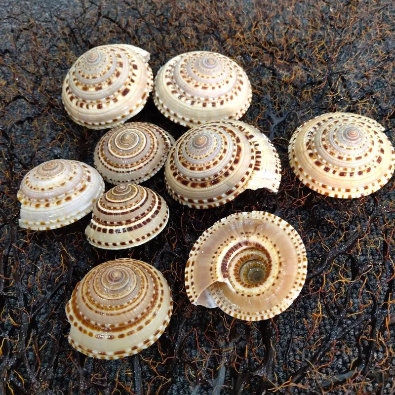 Sundial Seashells  - Brown Swirl Shells