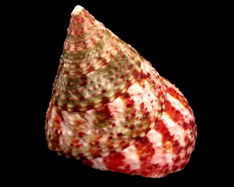 Strawberry Trochus | Pink Trochus Radiatus Seashells 